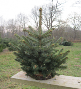 sortiment_tischbaum